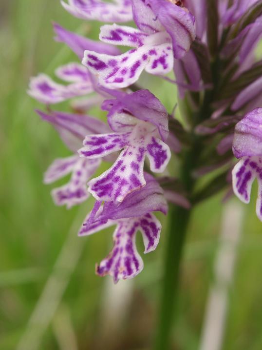 Neotinea tridentata: solo variabilit oppure...